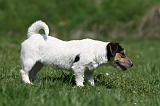 JACK RUSSEL 047